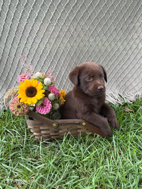 Everest  – Labrador Retriever puppy for sale in East Dublin, GA