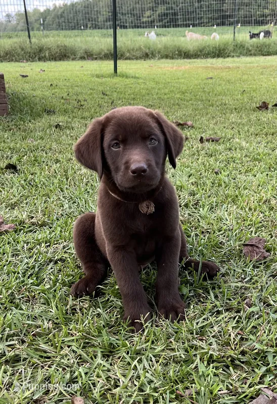 Chase – Labrador Retriever puppy for sale in East Dublin, GA