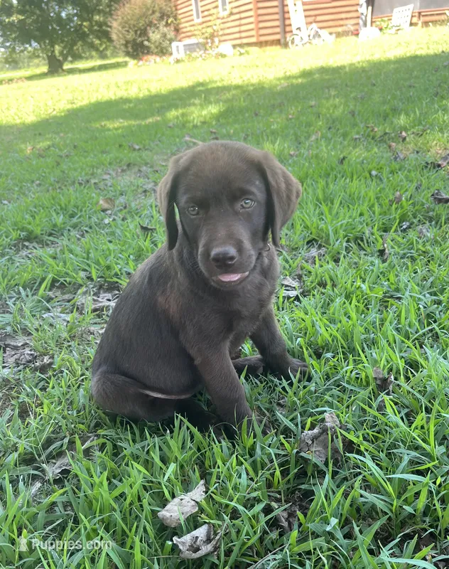 Skye – Labrador Retriever puppy for sale in East Dublin, GA