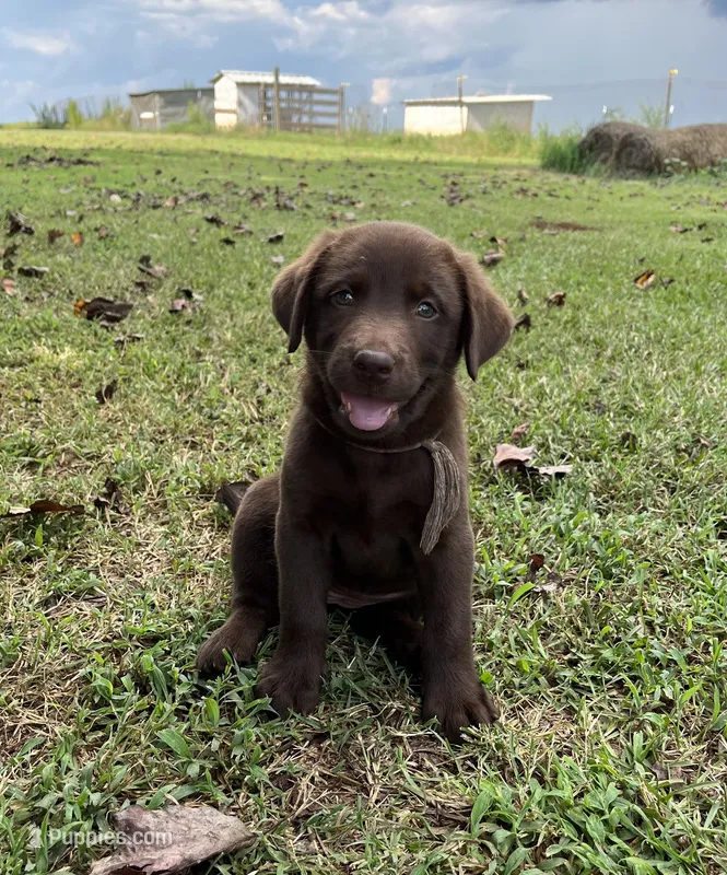 Ella – Labrador Retriever puppy for sale in East Dublin, GA