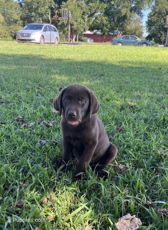 Chase – Labrador Retriever puppy for sale in East Dublin, GA