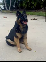 Hefe , a male King Shepherd for sale in New Port Richey, FL – 7 of 9
