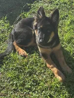 Hefe , a male King Shepherd for sale in New Port Richey, FL – 4 of 9