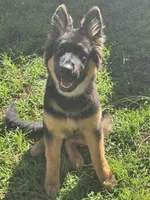 Hefe , a male King Shepherd for sale in New Port Richey, FL – 2 of 9