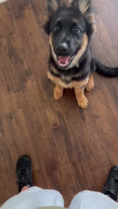 Hefe , a male King Shepherd for sale in New Port Richey, FL – 6 of 9