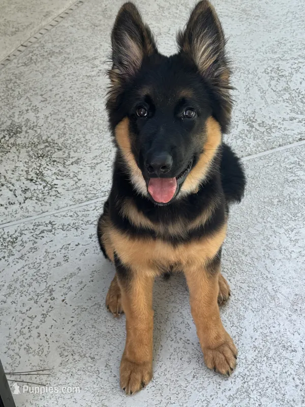 Hefe  – King Shepherd puppy for sale in New Port Richey, FL