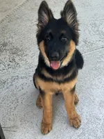 Hefe , a male King Shepherd for sale in New Port Richey, FL – 1 of 9