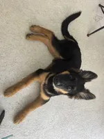 Hefe , a male King Shepherd for sale in New Port Richey, FL – 5 of 9