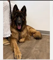 Hefe , a male King Shepherd for sale in New Port Richey, FL – 9 of 9