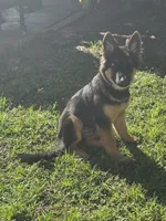 Hefe , a male King Shepherd for sale in New Port Richey, FL – 3 of 9