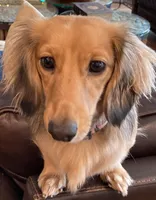 Allie, a female Miniature Dachshund for sale in Weatherford, TX – Photo 2 of 2