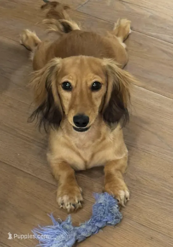 Allie – Miniature Dachshund puppy for sale in Weatherford, TX
