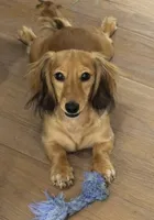 Allie, a female Miniature Dachshund for sale in Weatherford, TX – Photo 1 of 2