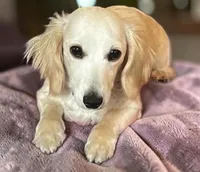 Honey, a female Miniature Dachshund for sale in Weatherford, TX – Photo 3 of 3