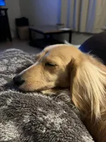 Honey, a female Miniature Dachshund for sale in Weatherford, TX – Photo 2 of 3