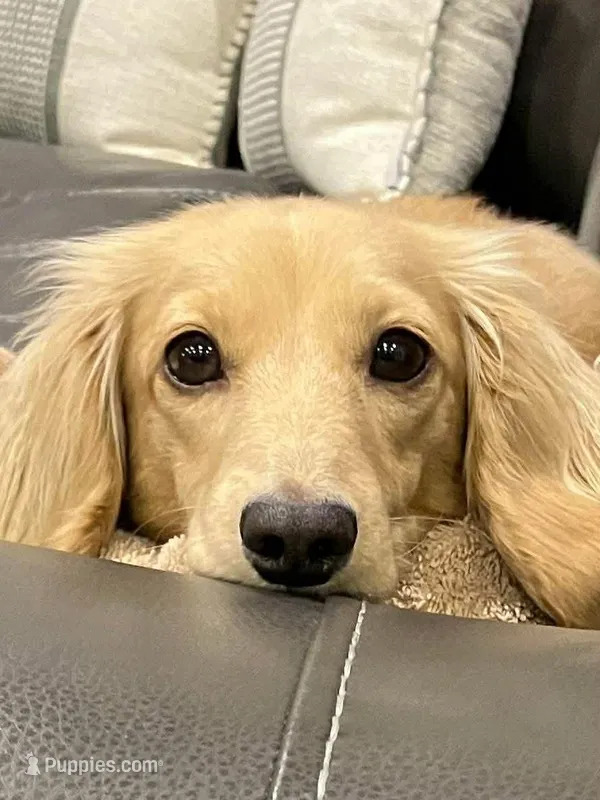 Honey – Miniature Dachshund puppy for sale in Weatherford, TX