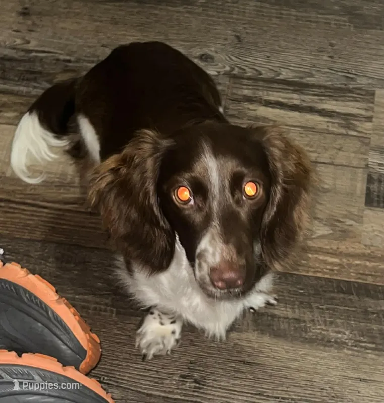 Riley – Miniature Dachshund puppy for sale in Weatherford, TX