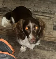 Riley, a female Miniature Dachshund for sale in Weatherford, TX – Photo 1 of 2