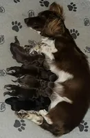 Riley, a female Miniature Dachshund for sale in Weatherford, TX – Photo 2 of 2