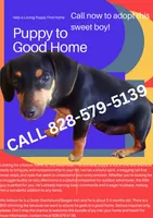 Nibbles , a male Beagle and Dachshund for sale in Asheville, NC – Photo 1 of 9