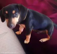 Nibbles , a male Beagle and Dachshund for sale in Asheville, NC – Photo 2 of 9