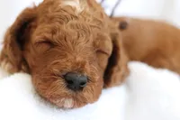 Slushie, a male Goldendoodle for sale in Concord, NC – 2 of 6