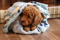 Cruz , a male Goldendoodle for sale in Concord, NC – 4 of 6