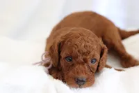Splash , a female Goldendoodle for sale in Concord, NC – 3 of 6