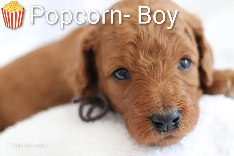 Popcorn  – Goldendoodle puppy for sale in Concord, NC