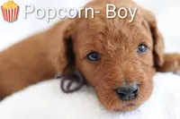 Popcorn , a male Goldendoodle for sale in Concord, NC – 1 of 7