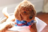 Popcorn , a male Goldendoodle for sale in Concord, NC – 7 of 7