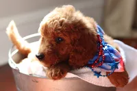 Popcorn , a male Goldendoodle for sale in Concord, NC – 6 of 7