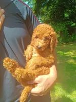 Cruz , a male Goldendoodle for sale in Concord, NC – 5 of 6