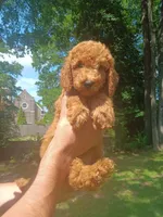 Cruz , a male Goldendoodle for sale in Concord, NC – 6 of 6