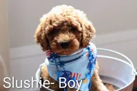 Slushie, a male Goldendoodle for sale in Concord, NC – 5 of 6