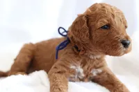 Slushie, a male Goldendoodle for sale in Concord, NC – 4 of 6