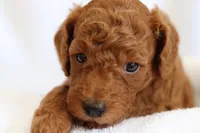 Cruz , a male Goldendoodle for sale in Concord, NC – 3 of 6