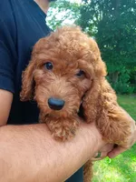 Melon , a female Goldendoodle for sale in Concord, NC – 4 of 5