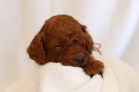Splash , a female Goldendoodle for sale in Concord, NC – 5 of 6