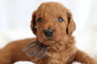 Popcorn , a male Goldendoodle for sale in Concord, NC – 4 of 7