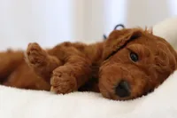 Cruz , a male Goldendoodle for sale in Concord, NC – 2 of 6