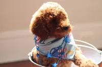 Slushie, a male Goldendoodle for sale in Concord, NC – 6 of 6