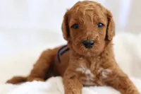 Slushie, a male Goldendoodle for sale in Concord, NC – 3 of 6