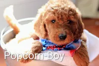 Popcorn , a male Goldendoodle for sale in Concord, NC – 5 of 7