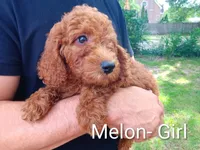 Melon , a female Goldendoodle for sale in Concord, NC – 2 of 5