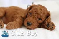 Cruz , a male Goldendoodle for sale in Concord, NC – 1 of 6