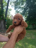 Melon , a female Goldendoodle for sale in Concord, NC – 3 of 5