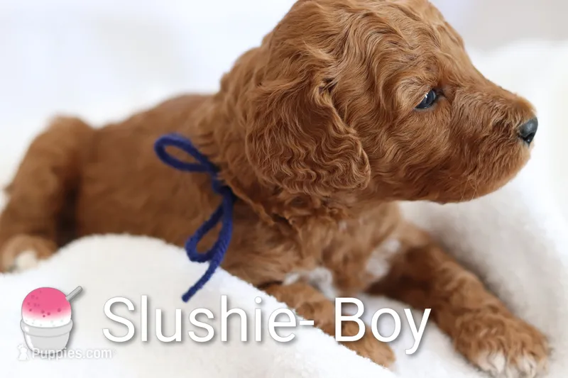 Slushie – Goldendoodle puppy for sale in Concord, NC