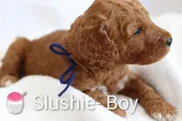 Slushie, a male Goldendoodle for sale in Concord, NC – 1 of 6