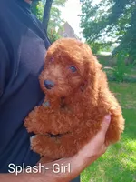 Splash , a female Goldendoodle for sale in Concord, NC – 4 of 6